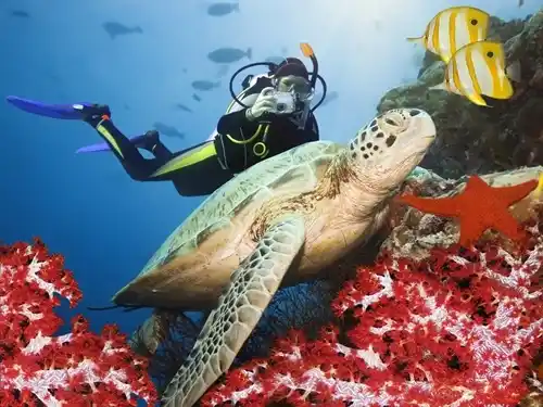 Penangkaran Penyu dan Hiu karimunjawa