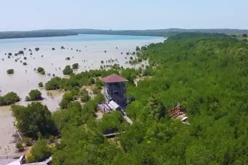 hutan mangrove karimunjawa