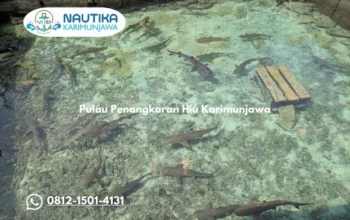 Pulau Penangkaran Hiu Karimunjawa Sensasi Seru Berenang Bersama Hiu