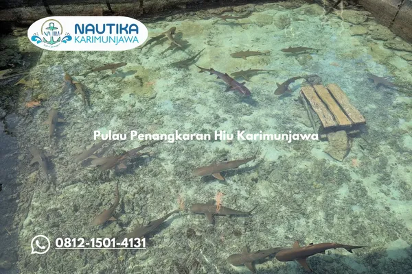 Pulau Penangkaran Hiu Karimunjawa Sensasi Seru Berenang Bersama Hiu